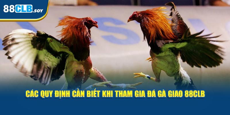 Các Quy Định Cần Biết Khi Tham Gia Đá Gà Giao 88CLB