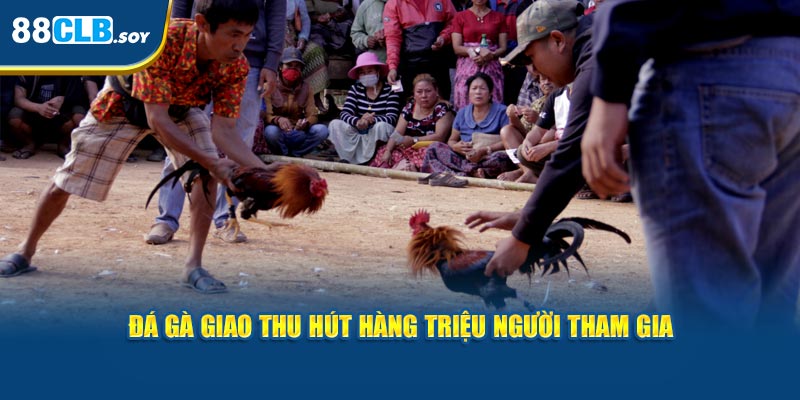 Đá gà giao thu hút hàng triệu người tham gia