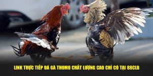 Link trực tiếp đá gà Thomo Chất Lượng Cao Chỉ Có Tại 88CLB