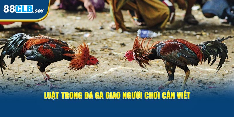 Luật trong đá gà giao người chơi cần biết