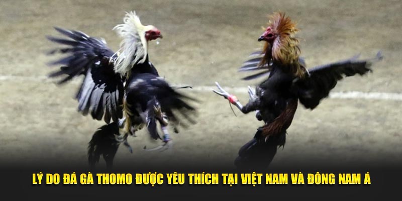 Lý do đá gà Thomo được yêu thích tại Việt Nam và Đông Nam Á.